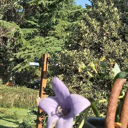 Fili D'erba Bed & Breakfast Bagnoregio