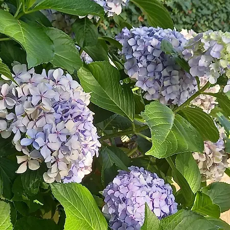 Bed & Breakfast Fili D'erba *