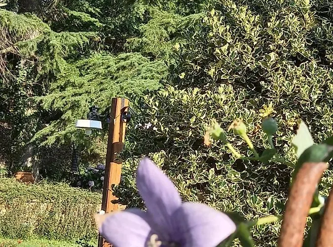 Fili D'erba Bed and breakfast Bagnoregio