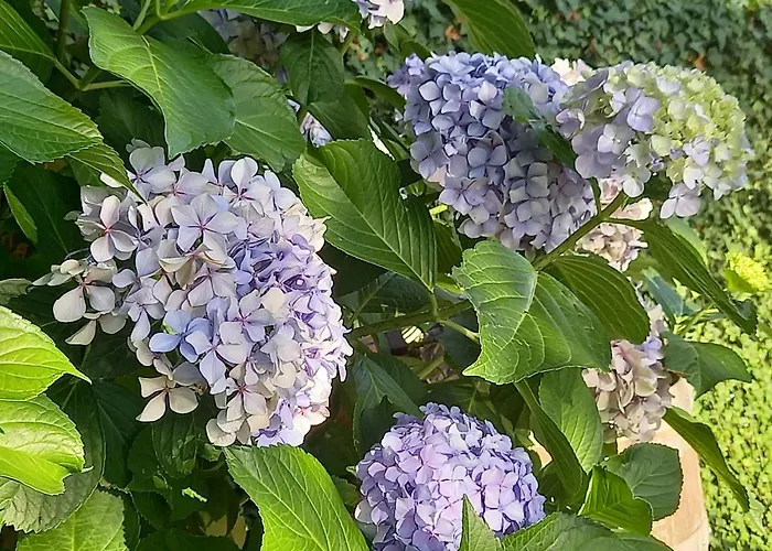 Oda ve Kahvaltı Fili D'erba *